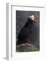 North America, the Usa, Alaska, Parrot Diver-Bernd Rommelt-Framed Photographic Print