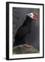 North America, the Usa, Alaska, Parrot Diver-Bernd Rommelt-Framed Photographic Print