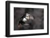 North America, the Usa, Alaska, Parrot Diver-Bernd Rommelt-Framed Photographic Print