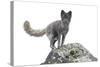 North America, the Usa, Alaska, Polar Fox, Polar Fox,-Bernd Rommelt-Stretched Canvas
