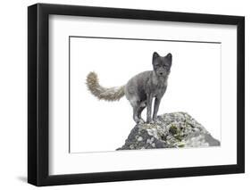 North America, the Usa, Alaska, Polar Fox, Polar Fox,-Bernd Rommelt-Framed Photographic Print