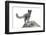 North America, the Usa, Alaska, Polar Fox, Polar Fox,-Bernd Rommelt-Framed Photographic Print