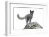 North America, the Usa, Alaska, Polar Fox, Polar Fox,-Bernd Rommelt-Framed Photographic Print