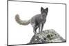 North America, the Usa, Alaska, Polar Fox, Polar Fox,-Bernd Rommelt-Mounted Photographic Print