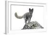 North America, the Usa, Alaska, Polar Fox, Polar Fox,-Bernd Rommelt-Framed Photographic Print