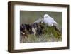 North America, the Usa, Alaska, Snow Owl,-Bernd Rommelt-Framed Photographic Print