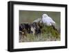 North America, the Usa, Alaska, Snow Owl,-Bernd Rommelt-Framed Photographic Print