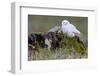 North America, the Usa, Alaska, Snow Owl,-Bernd Rommelt-Framed Photographic Print