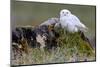 North America, the Usa, Alaska, Snow Owl,-Bernd Rommelt-Mounted Photographic Print