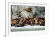 North America, the Usa, Alaska, Stellersche Sea Lions-Bernd Rommelt-Framed Photographic Print