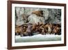 North America, the Usa, Alaska, Stellersche Sea Lions-Bernd Rommelt-Framed Photographic Print