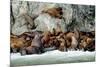 North America, the Usa, Alaska, Stellersche Sea Lions-Bernd Rommelt-Mounted Photographic Print