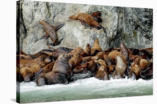 North America, the Usa, Alaska, Stellersche Sea Lions-Bernd Rommelt-Stretched Canvas