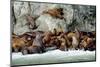 North America, the Usa, Alaska, Stellersche Sea Lions-Bernd Rommelt-Mounted Photographic Print