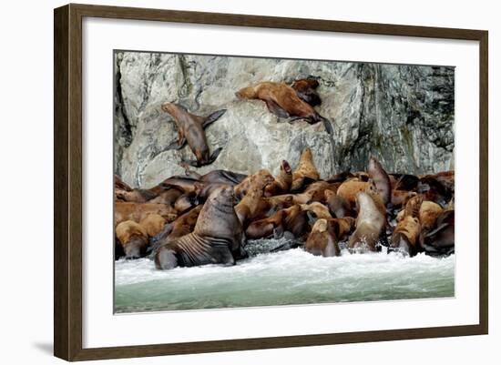 North America, the Usa, Alaska, Stellersche Sea Lions-Bernd Rommelt-Framed Photographic Print