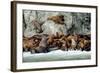 North America, the Usa, Alaska, Stellersche Sea Lions-Bernd Rommelt-Framed Photographic Print