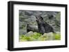 North America, the Usa, Alaska, Two Northern Sea Bears-Bernd Rommelt-Framed Photographic Print