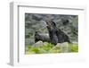 North America, the Usa, Alaska, Two Northern Sea Bears-Bernd Rommelt-Framed Photographic Print
