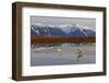 North America, the Usa, Alaska, Two Trumpet Player's Swans,-Bernd Rommelt-Framed Photographic Print