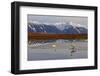 North America, the Usa, Alaska, Two Trumpet Player's Swans,-Bernd Rommelt-Framed Photographic Print