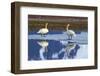 North America, the Usa, Alaska, Two Trumpet Player's Swans,-Bernd Rommelt-Framed Photographic Print