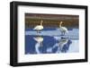 North America, the Usa, Alaska, Two Trumpet Player's Swans,-Bernd Rommelt-Framed Photographic Print