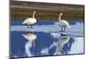 North America, the Usa, Alaska, Two Trumpet Player's Swans,-Bernd Rommelt-Mounted Photographic Print