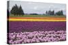 North America, United States, Washington, Mount Vernon, Tulips in Bloom at Annual Skagit Valley Tul-Merrill Images-Stretched Canvas