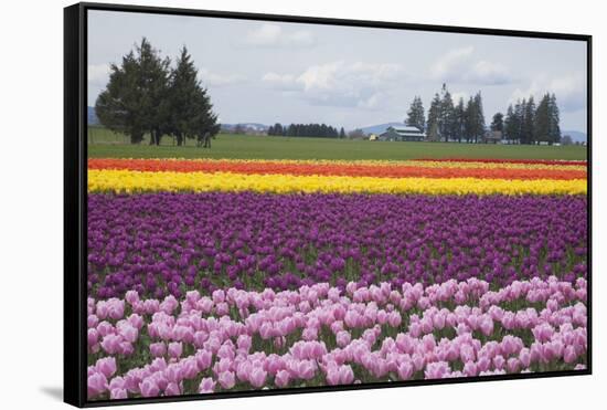 North America, United States, Washington, Mount Vernon, Tulips in Bloom at Annual Skagit Valley Tul-Merrill Images-Framed Stretched Canvas