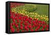 North America, United States, Washington, Mount Vernon, Tulips in Bloom at Annual Skagit Valley Tul-Merrill Images-Framed Stretched Canvas