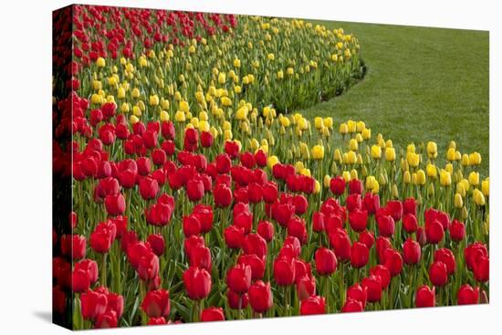 North America, United States, Washington, Mount Vernon, Tulips in Bloom at Annual Skagit Valley Tul-Merrill Images-Stretched Canvas