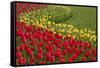 North America, United States, Washington, Mount Vernon, Tulips in Bloom at Annual Skagit Valley Tul-Merrill Images-Framed Stretched Canvas