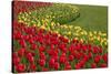 North America, United States, Washington, Mount Vernon, Tulips in Bloom at Annual Skagit Valley Tul-Merrill Images-Stretched Canvas