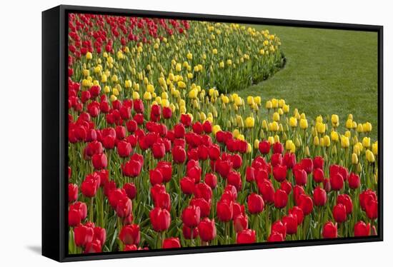 North America, United States, Washington, Mount Vernon, Tulips in Bloom at Annual Skagit Valley Tul-Merrill Images-Framed Stretched Canvas