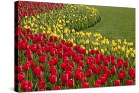 North America, United States, Washington, Mount Vernon, Tulips in Bloom at Annual Skagit Valley Tul-Merrill Images-Stretched Canvas