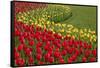 North America, United States, Washington, Mount Vernon, Tulips in Bloom at Annual Skagit Valley Tul-Merrill Images-Framed Stretched Canvas