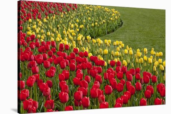 North America, United States, Washington, Mount Vernon, Tulips in Bloom at Annual Skagit Valley Tul-Merrill Images-Stretched Canvas
