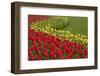 North America, United States, Washington, Mount Vernon, Tulips in Bloom at Annual Skagit Valley Tul-Merrill Images-Framed Premium Photographic Print