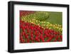 North America, United States, Washington, Mount Vernon, Tulips in Bloom at Annual Skagit Valley Tul-Merrill Images-Framed Premium Photographic Print