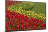 North America, United States, Washington, Mount Vernon, Tulips in Bloom at Annual Skagit Valley Tul-Merrill Images-Mounted Premium Photographic Print