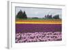 North America, United States, Washington, Mount Vernon, Tulips in Bloom at Annual Skagit Valley Tul-Merrill Images-Framed Photographic Print