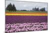 North America, United States, Washington, Mount Vernon, Tulips in Bloom at Annual Skagit Valley Tul-Merrill Images-Mounted Photographic Print