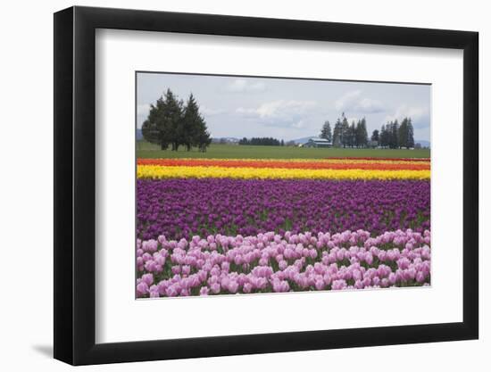 North America, United States, Washington, Mount Vernon, Tulips in Bloom at Annual Skagit Valley Tul-Merrill Images-Framed Photographic Print