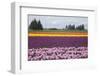 North America, United States, Washington, Mount Vernon, Tulips in Bloom at Annual Skagit Valley Tul-Merrill Images-Framed Photographic Print