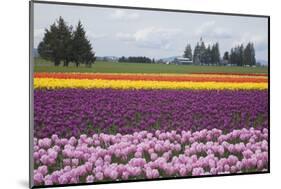 North America, United States, Washington, Mount Vernon, Tulips in Bloom at Annual Skagit Valley Tul-Merrill Images-Mounted Photographic Print