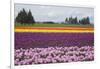 North America, United States, Washington, Mount Vernon, Tulips in Bloom at Annual Skagit Valley Tul-Merrill Images-Framed Photographic Print