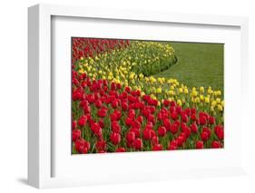 North America, United States, Washington, Mount Vernon, Tulips in Bloom at Annual Skagit Valley Tul-Merrill Images-Framed Photographic Print