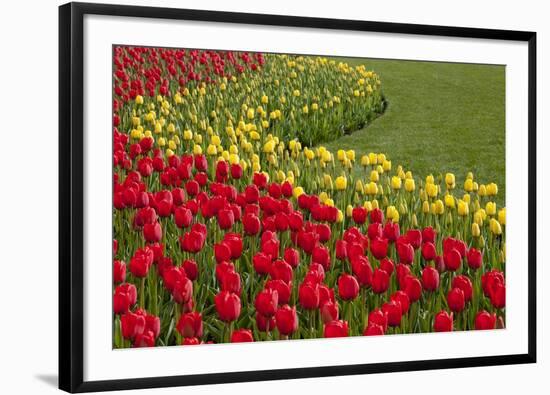 North America, United States, Washington, Mount Vernon, Tulips in Bloom at Annual Skagit Valley Tul-Merrill Images-Framed Photographic Print