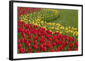 North America, United States, Washington, Mount Vernon, Tulips in Bloom at Annual Skagit Valley Tul-Merrill Images-Framed Photographic Print