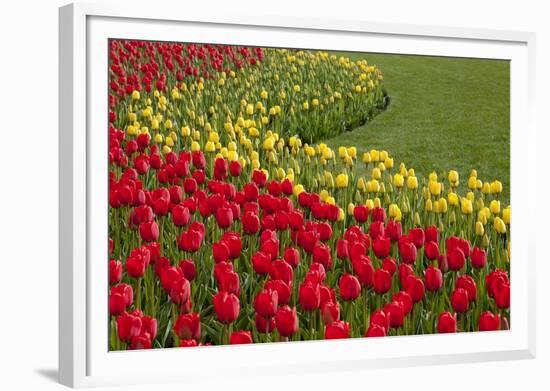 North America, United States, Washington, Mount Vernon, Tulips in Bloom at Annual Skagit Valley Tul-Merrill Images-Framed Photographic Print